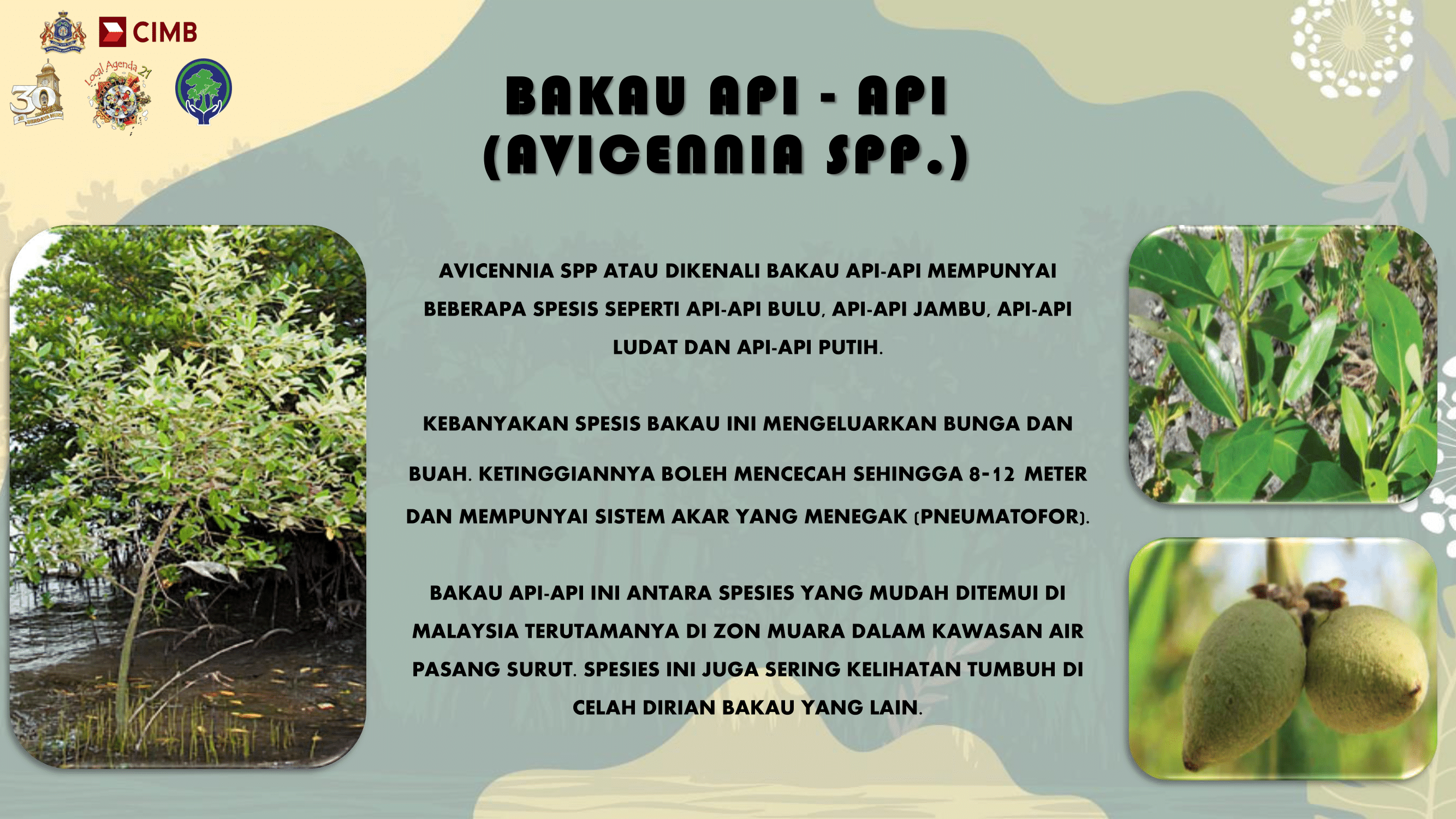 Pokok Bakau