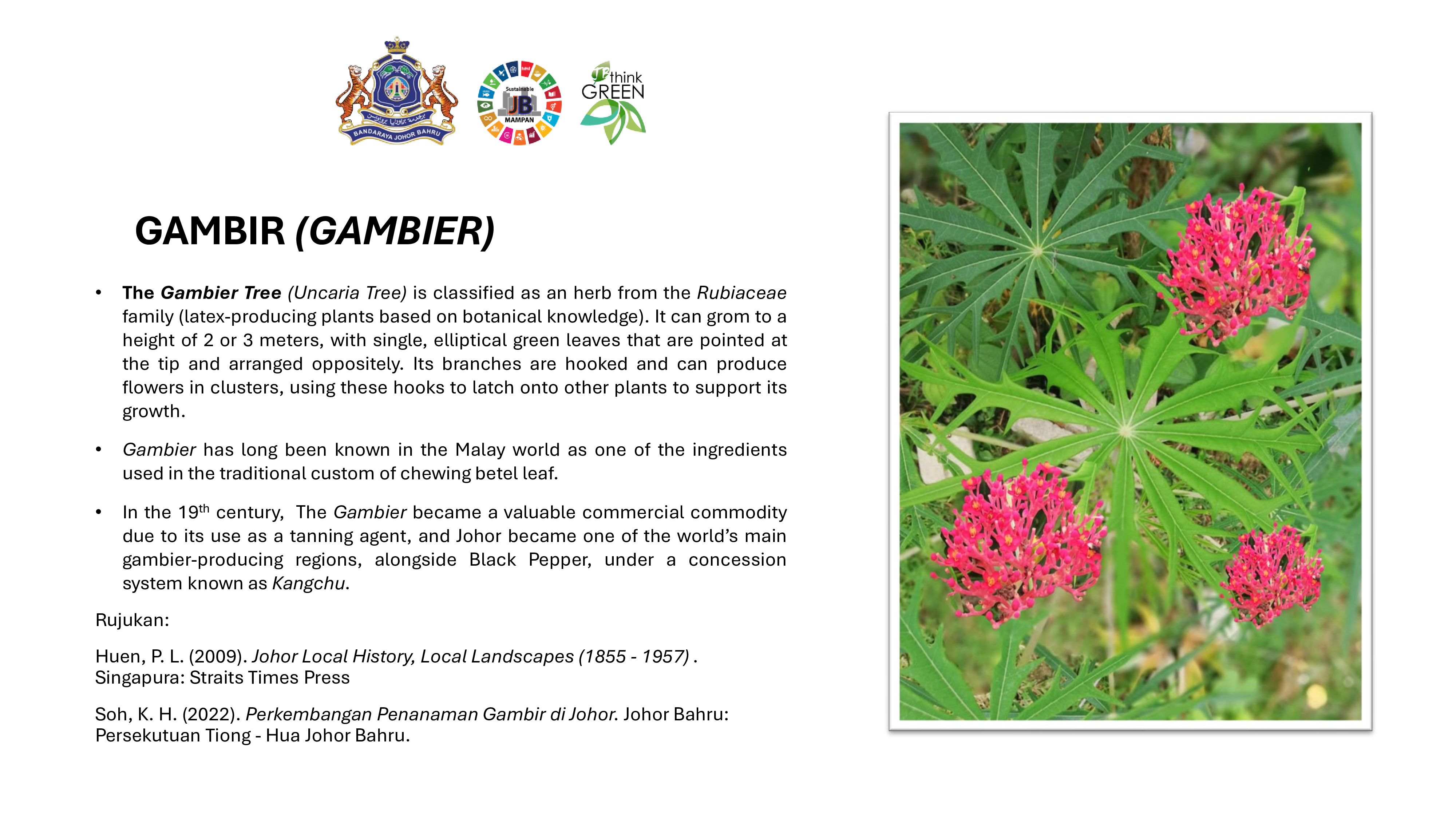 Gambir (Gambier)