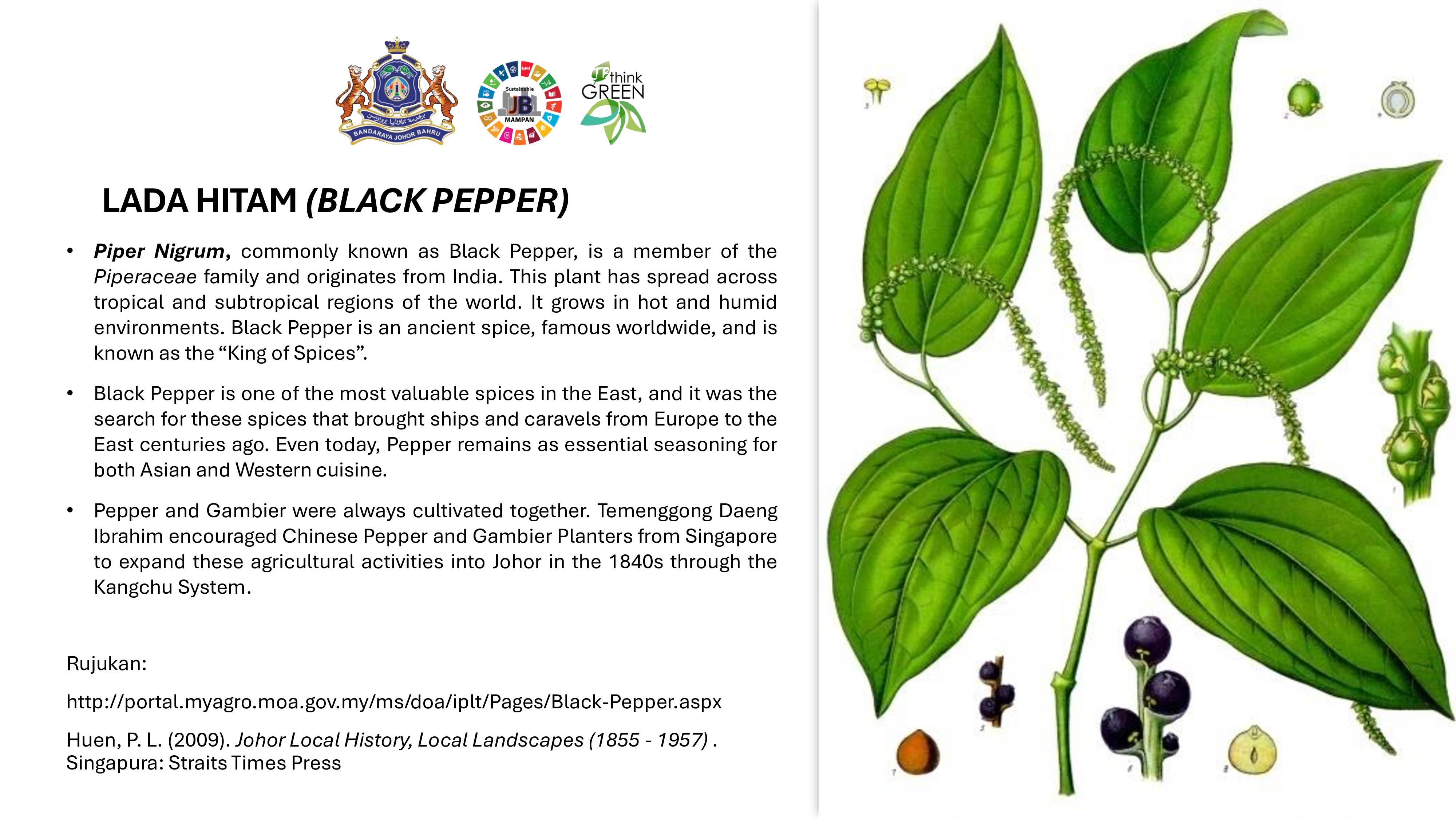 Lada Hitam (BlackPepper)